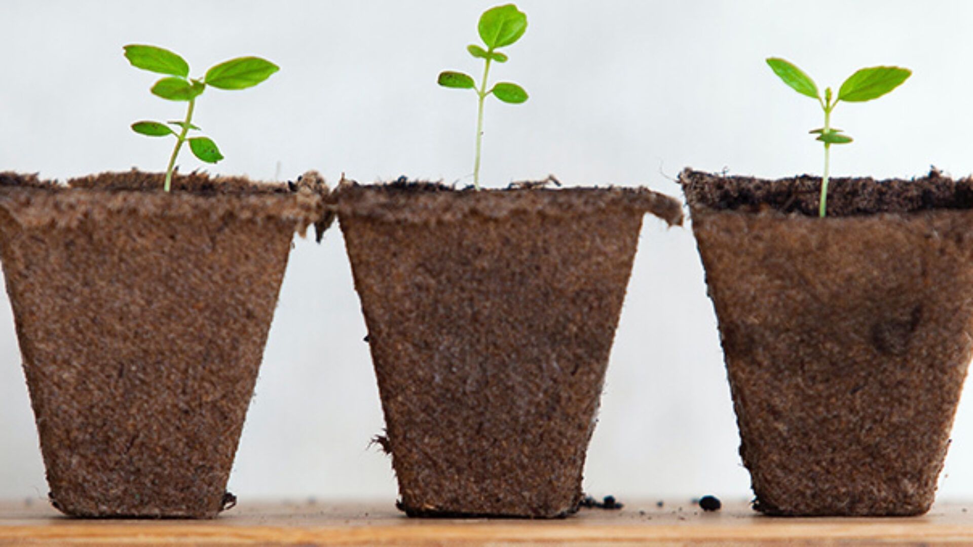 Les projets émergent pendant que le Covid régresse !